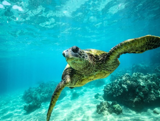 Tortue géante Cap Vert