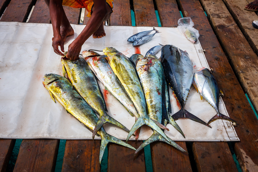 Pêcheur local au Cap Vert