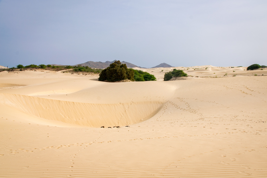 Desert Viana Cap-Vert