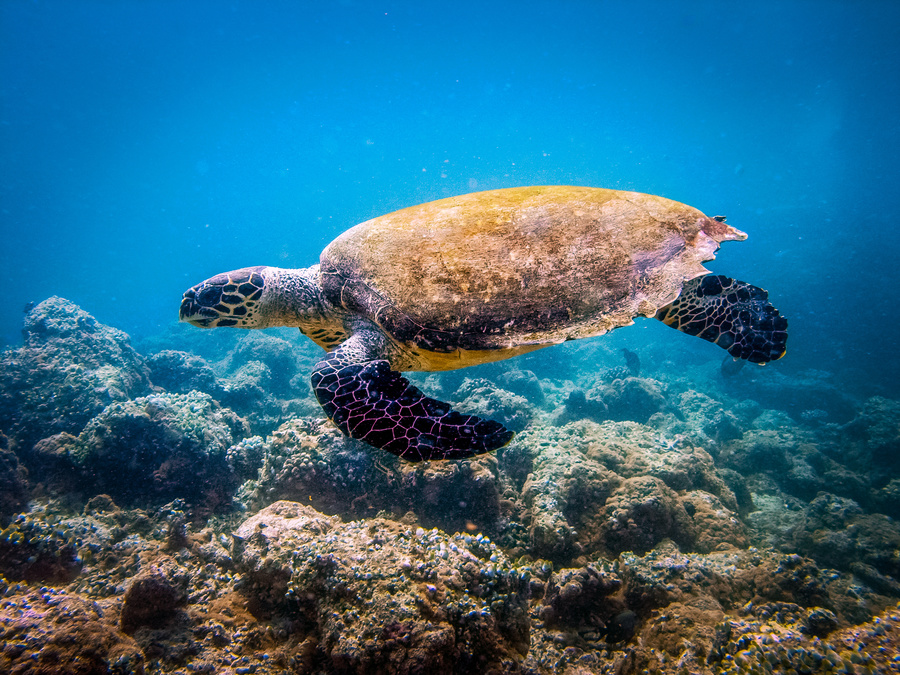 Tortue Cap-Vert