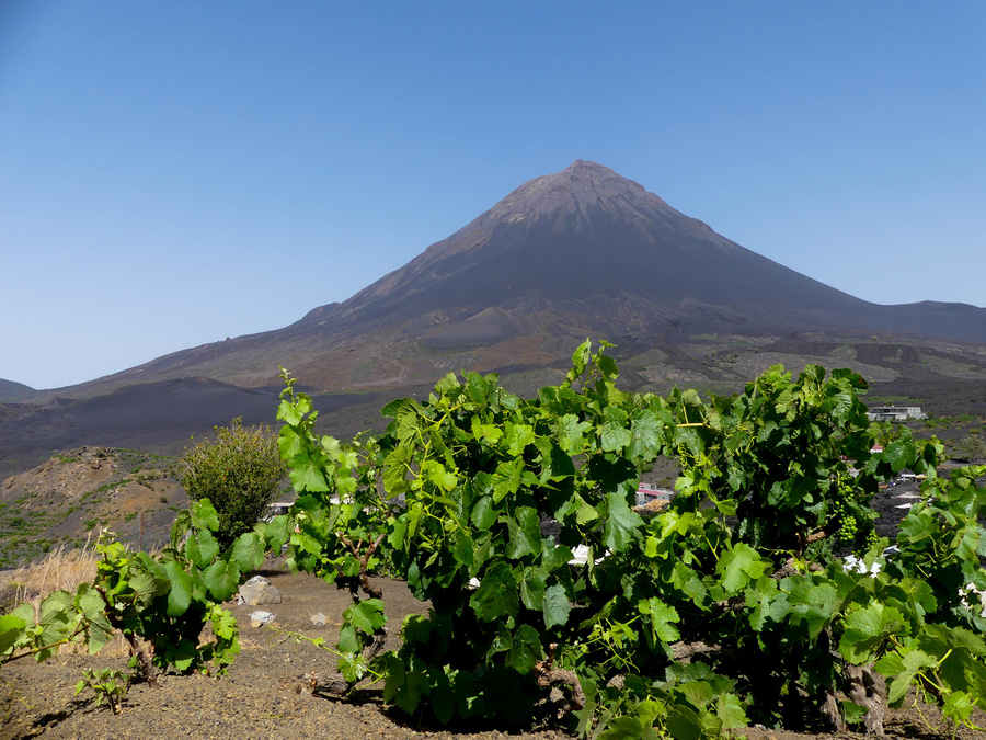 Vignes Volcan Fogo