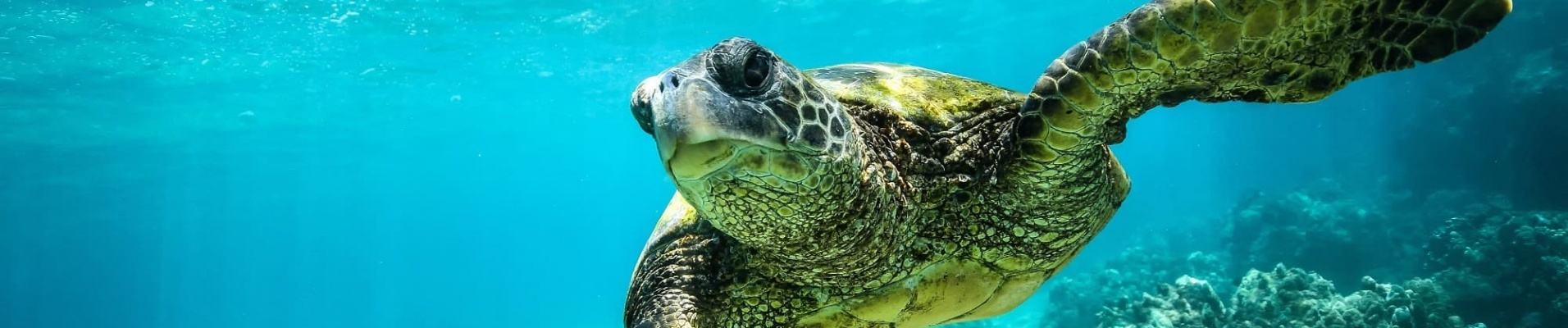 Tortue géante Cap Vert