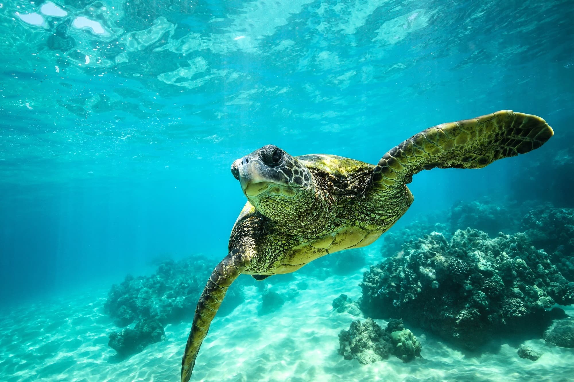 Tortue géante Cap Vert