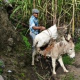 Homme et sa mule - Village d'Aguada - Santo Antao - Cap-Vert