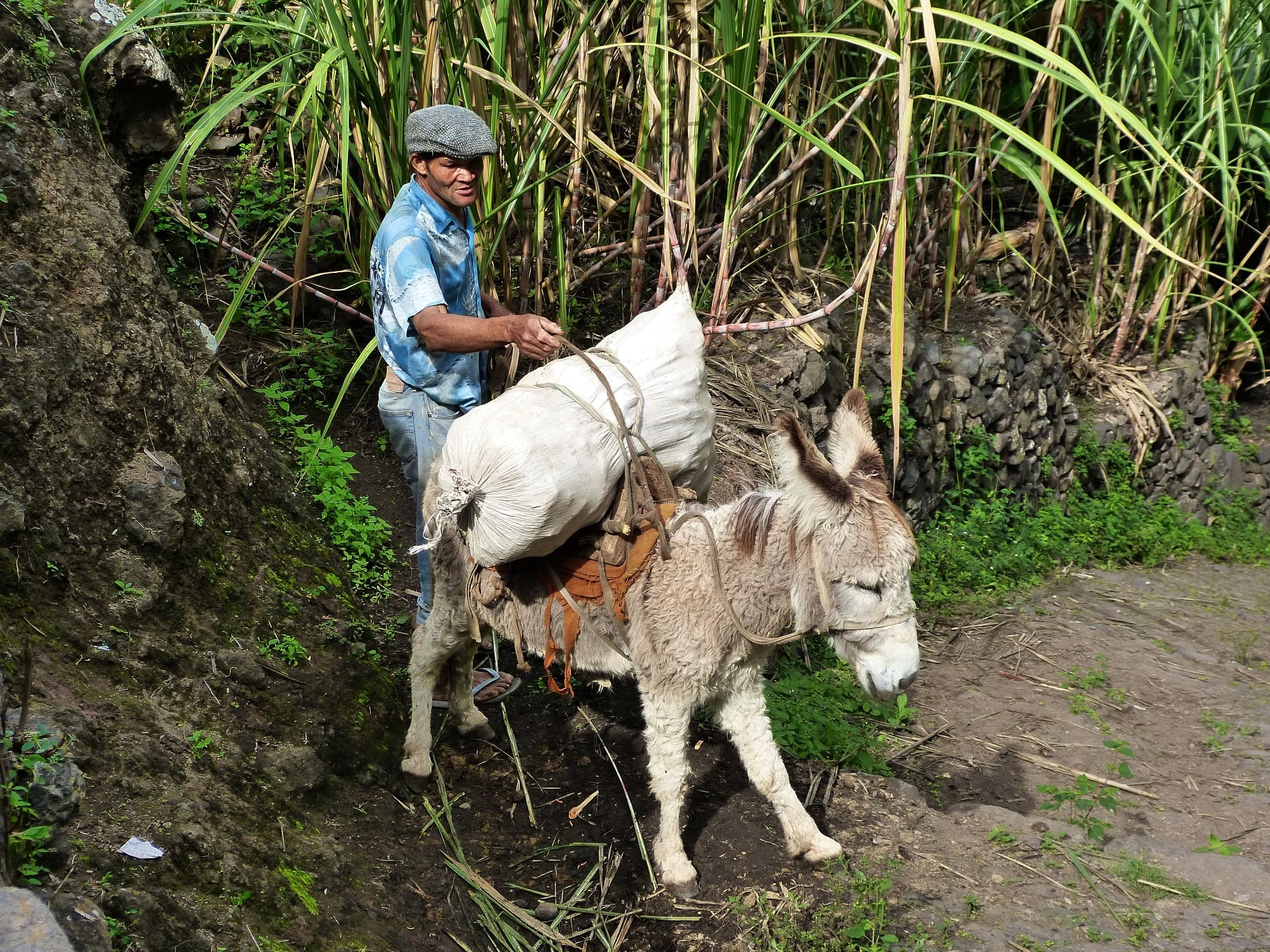 Homme et sa mule - Village d'Aguada - Santo Antao - Cap-Vert