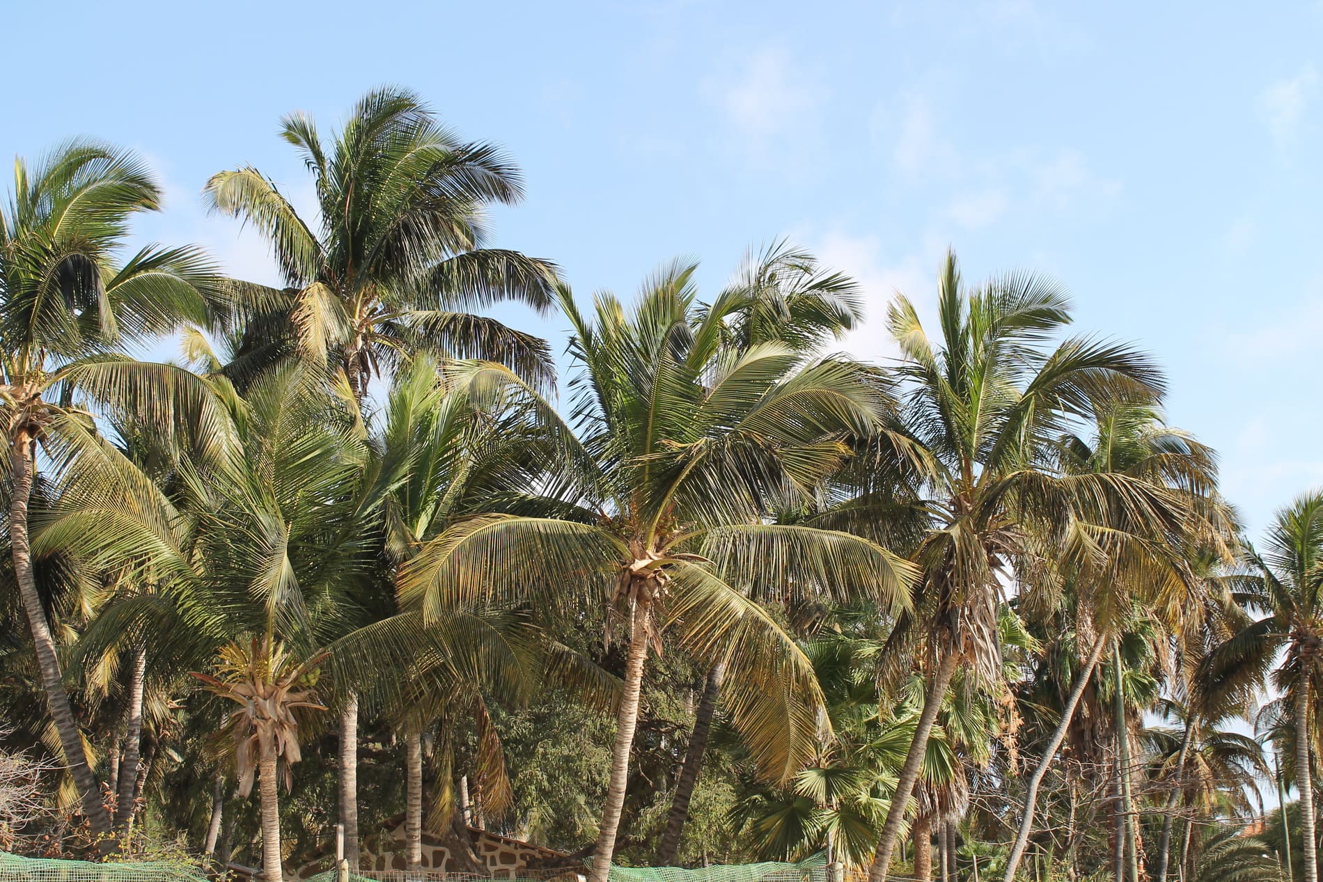 Cap vert Cocotiers