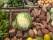 Légumes et marché du Cap vert