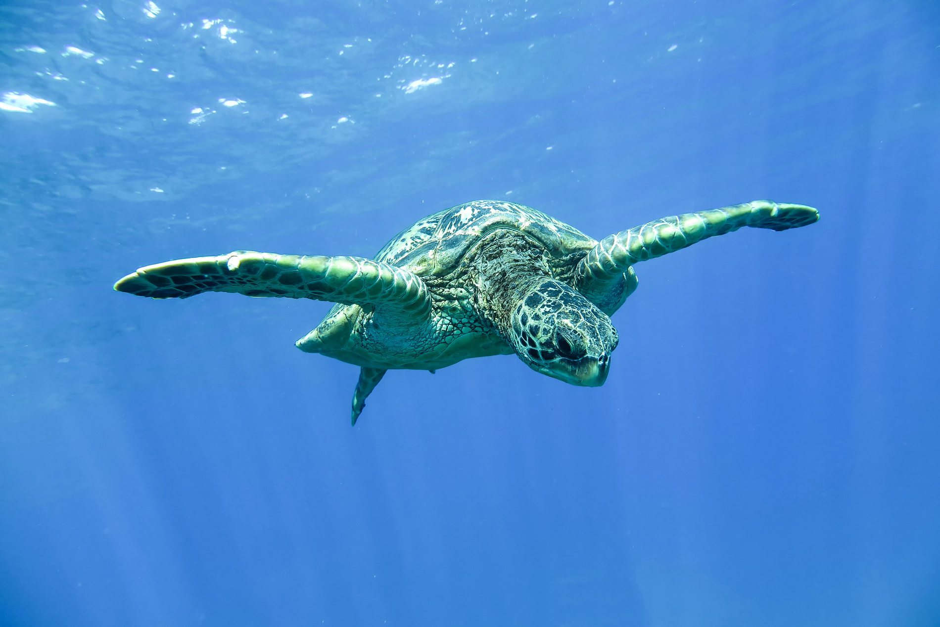 Tortue Cap-Vert