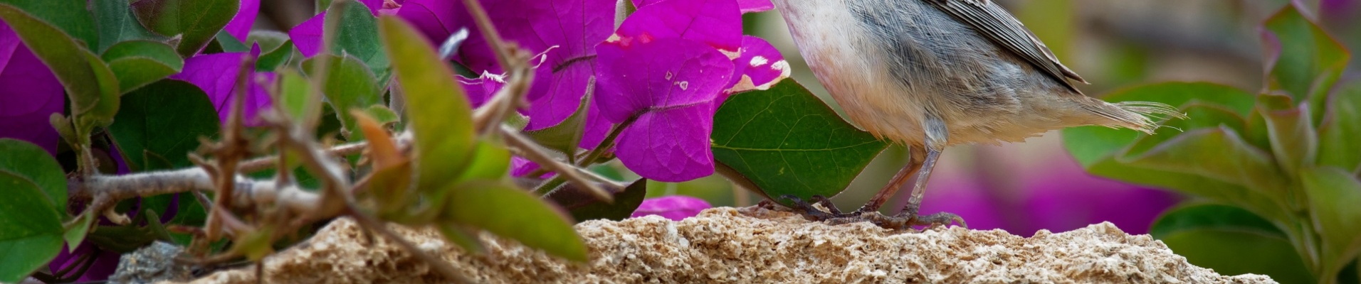 Fleurs Oiseau Cap-Vert