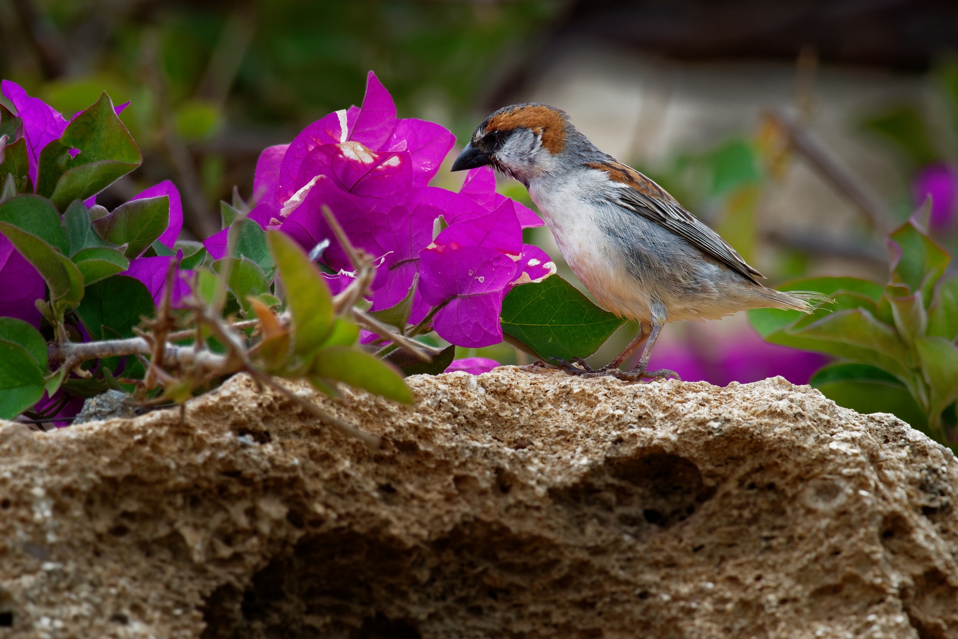 Fleurs Oiseau Cap-Vert
